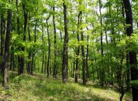 Turkey oak-sessile oak forests