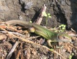 European Green Lizard