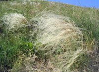 Stipa