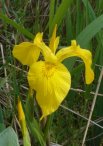 Yellow Iris