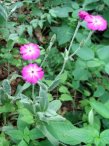 Rose Campion