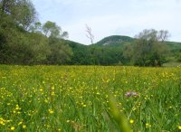 Mesophilic meadow