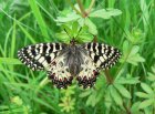 Southern Festoon