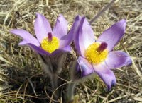 Pasqueflower