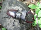 Stag Beetle