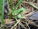 European tree frog