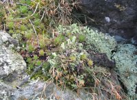 Rock vegetation