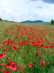 Poppy field